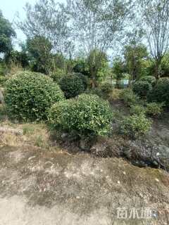 高度200厘米胡颓子