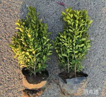 高度30厘米瓜子黄杨