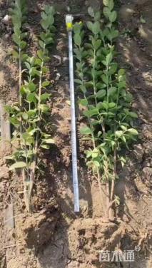 高度60厘米北海道黄杨