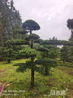 原生苗造型罗汉松