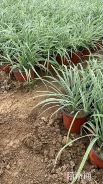 高度35厘米沿阶草