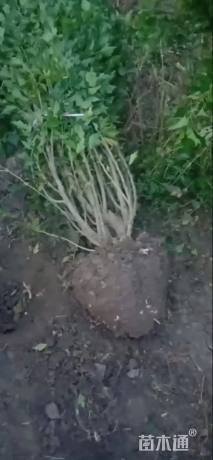 高度160厘米丛生木槿