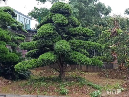 移栽苗造型罗汉松