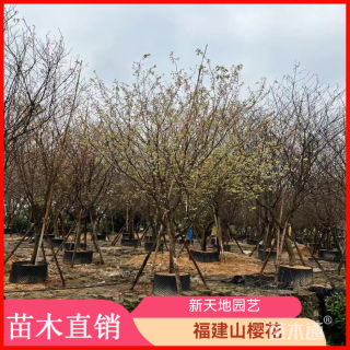6公分福建山樱花