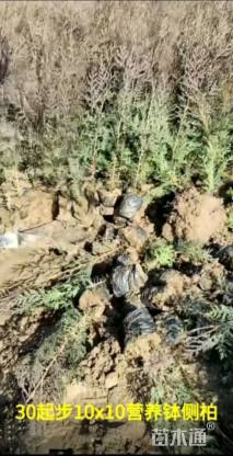 高度40厘米侧柏