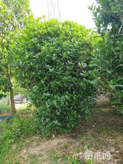 高度250厘米丛生桂花