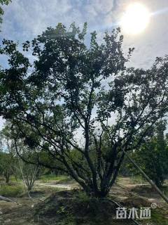 高度400厘米丛生黄栌