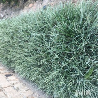 高度20厘米丽蚌草