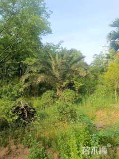 裸干高100厘米海枣