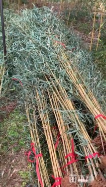 地栽苗金镶玉竹