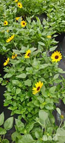 高度30厘米向日葵