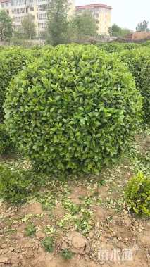 冠幅100厘米卫矛球