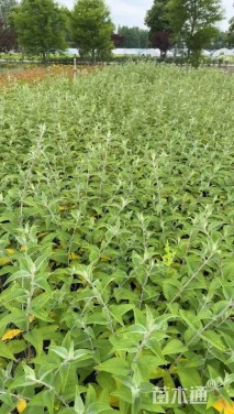 高度30厘米醉鱼草