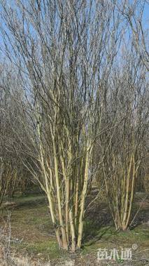 高度700厘米丛生紫薇