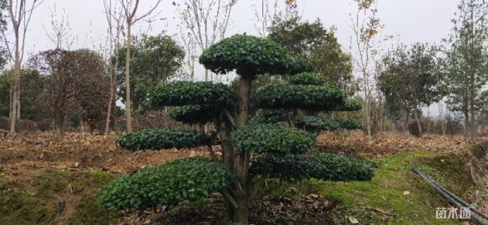 20公分造型小叶女贞