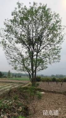 25公分国槐