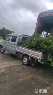 高度150厘米夹竹桃