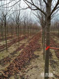 8公分高杆染井吉野樱