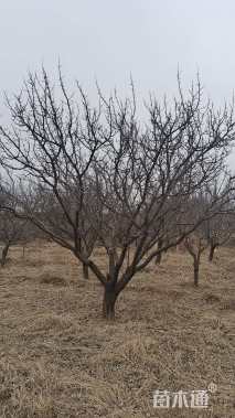 18公分杏树
