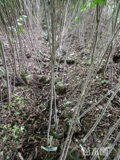 高度200厘米榉树小苗