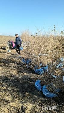 高度120厘米金银木