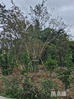 高度350厘米丛生紫薇