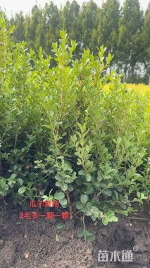 高度30厘米小叶黄杨