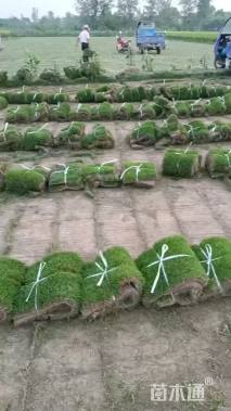 草卷状马尼拉草