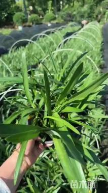 高度30厘米百子莲