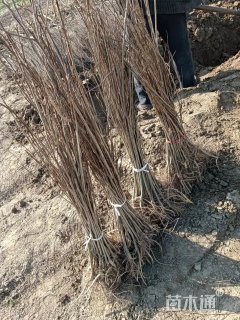 高度40厘米紫穗槐