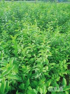 高度25厘米金叶接骨