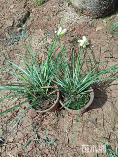 高度10厘米风雨兰种球