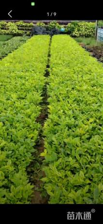 高度20厘米金叶假连翘