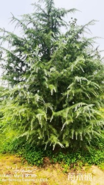 高度800厘米雪松