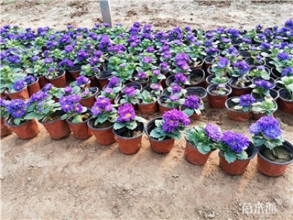 高度20厘米翠菊