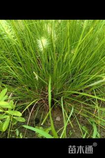 高度40厘米狼尾草