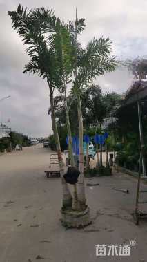 裸干高150厘米多杆狐尾椰