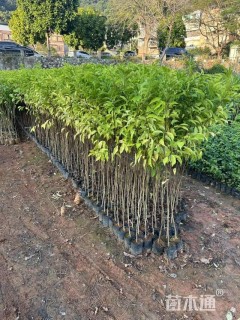 0.8公分红花天料木