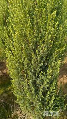 高度160厘米圆柏