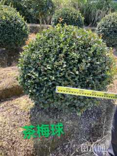 冠幅100厘米茶梅球