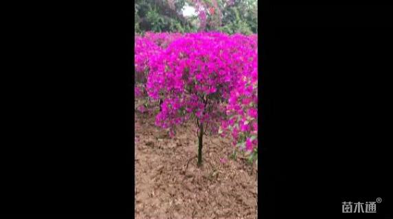 冠幅100厘米三角梅球