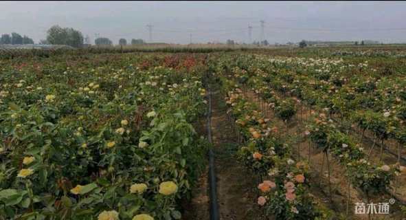 高度100厘米大花月季