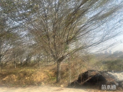 25公分染井吉野樱