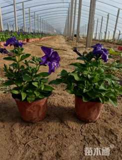 高度15厘米牵牛花