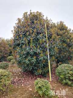 冠幅230厘米石楠球