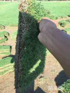 草块状百慕大草