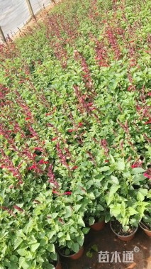 高度25厘米一串红