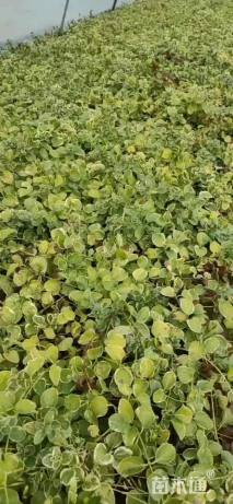 高度30厘米花叶蔓长春