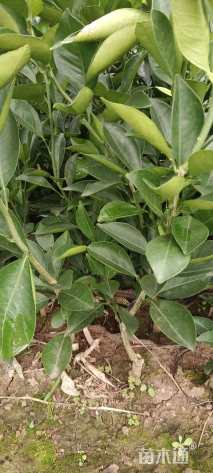 高度30厘米柑橘