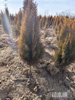 高度40厘米洒金柏